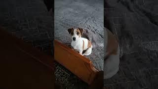 ждёт маму #джекрасселтерьер #собака #суперсобака #jackrussel #shorts #сонечка #песпатрон