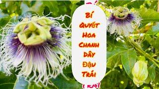 Bi quyết hoa chanh dây đậu trái . Chăm sóc cây Chanh dây   Hơw to poninate of passion fruit flowers