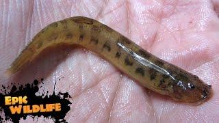 15 Extremely Dangerous Fish