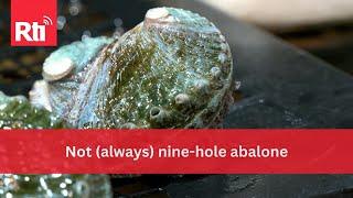 Not (always) nine-hole abalone | Taiwan News | RTI