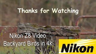 Nikon Z8 Video with Bird Action from the Backyard