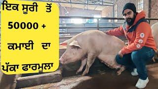 pig farm Punjab ਸੂਰ ਪਾਲਣ ਚ ਮੋਟੀ ਕਮਾਈ ਦਾ ਸੌਖਾ ਫਾਰਮੂਲਾ