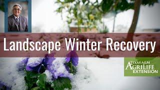 Landscape Winter Recovery and Q&A