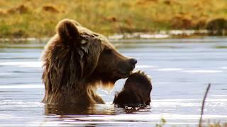 Bear Cubs Experience The Outside World For The First Time