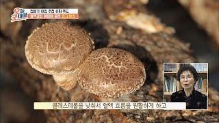 산에서 나는 소고기 '화고 버섯', 동맥경화 예방에 효과적~b 오늘,굿데이 13회