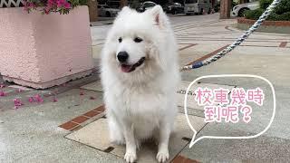 寵物日托犬隻訓練學校犬學堂，推出狗狗日托服務 | 西摩Tako上學了Big Dog ChannelTako Diary