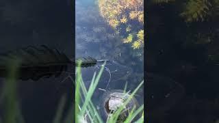 Sight Fishing Peacock Bass in Miami HUGE Double Up!