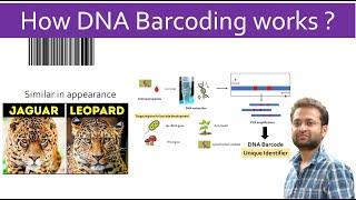 What is DNA Barcoding? How it works? Importance and applicaitons