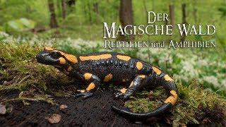 Der Magische Wald Reptilien und Amphibien-Natur Doku