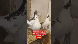 Kümesin En İyi Anlaşan Güvercinleri ️ ️ ️