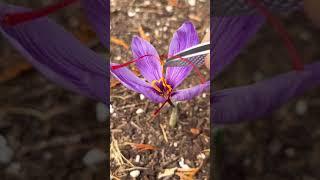 Saffron Crocus