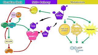 Circadian Clock-Controlled Genes Part 2: Interaction Between the Clock and Metabolism