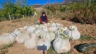 ACELE BAL KABAKLARINI TOPLADIK | HASAT SONRASI NEDEN GÜNEŞTE BIRAKTIK? | BAL KABAĞI HASATI