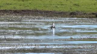 Tiger Fish kills crocodiles lunch, duck.