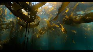 Beneath the Pacific Northwest - Underwater Cinematography