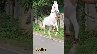 Rupal stud farm jodha for sell mo.9724588670mo.8849146447 #rupalstudfarm#horsevideo#horselover