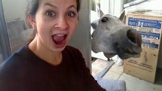 Funny Animal and Human Videos 2024  Best Animal Show Love Moments