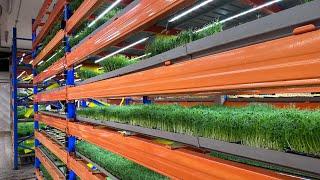 Vertical Farm | Walk Through Our Farm In Denmark 