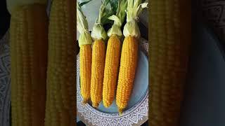 ITS CORN! #abirzkitchen