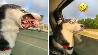 Normal dogs vs Huskies FUNNIEST Huskies | 10 Minutes Best Videos | Part 3