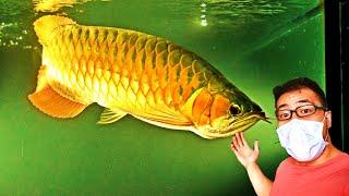 ASIAN AROWANA STORE TOUR (Grooming Secrets Revealed)