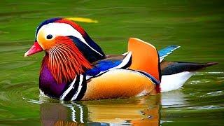 সবথেকে সুন্দর ১০টি হাঁস | Exotic Sea Ducks: Top 10 Most Stunningly Beautiful Birds in the World