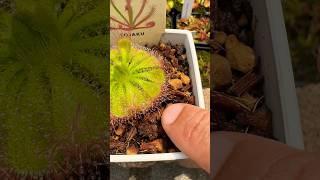 モウセンゴケの繊毛が驚きのスピードで動きます！#carnivorousplants #sundew#plants