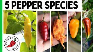 The 5 Major Pepper Species - Grow Interesting Pepper Varieties - Pepper Geek