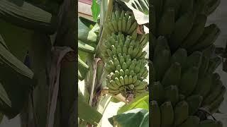 Pisang kepok super dan Cavendish grand nain