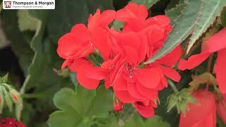 How to Overwinter Geraniums with Thompson & Morgan