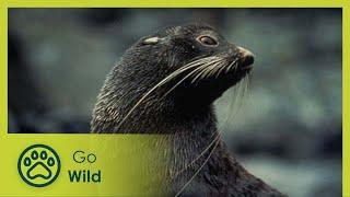 The Fur Seal Nursery - Marine Mammals 6/9 - Go Wild