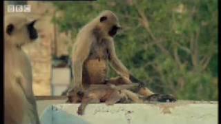 New leader kills monkey babies - Monkey Warriors - BBC animals