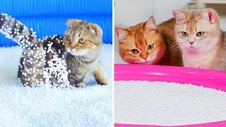 Can Cats Run On Bean Bag Fillings? | Compilation