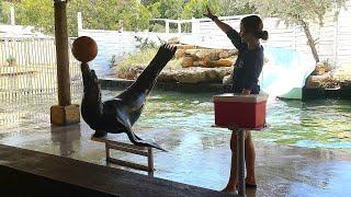 Theater of the Sea | Islamorada, Florida Keys | The Sea Lion Show