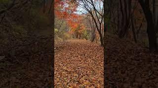 South korea autumn   #nature #travel #vacation #explore #wanderlust #southkorea #autumnvibes