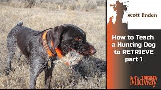 How to Teach a Hunting Dog to Retrieve part 1 | Scott Linden