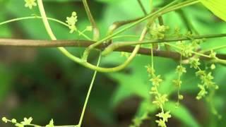 Plant portrait - Wild yam (Dioscorea villosa)