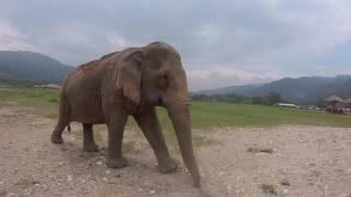 Elephant walking to Justin