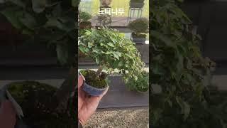 #느티나무#느티나무분재#미니분재#bonsai