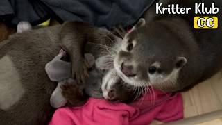 Otter Couple's Babies Are Born! I Kritter Klub