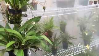 DIY Greenhouse fogger system for Orchids, Carnivorous Plants and more!