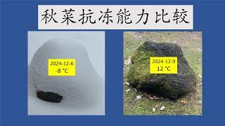 2024年北美6区秋菜抗冻能力比较 fall vegetables’ cold tolerance comparison zone 6