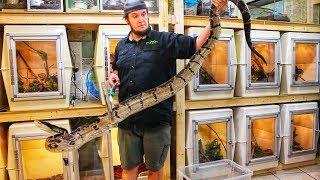 UNBOXING THE BIGGEST VIPER IN THE WORLD  ( venomous snake unboxing)