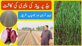 Onion nursery cultivation method advanced raised bed Farming Techniques information TAj Zari Farm