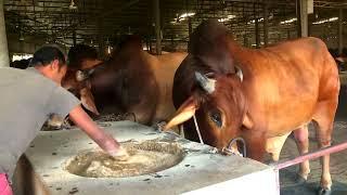 Bangladeshi Big Cows Eating Lunch | Cow Videos | Big Big Bulls