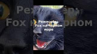 День Чёрного Кота