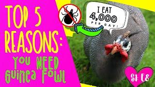 TOP 5 REASONS YOU NEED GUINEA FOWL!