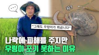 110 헥타르 벼농사 지으려면 우렁이 무조건 쓰셔야합니다!