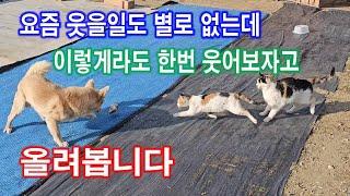 웃을일도 별로 없는데 이렇게라도 한번 웃어보자고 올려봅니다