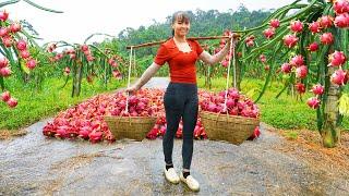 Harvesting A Lot Of Dragon Fruit Goes To The Market Sell - Farm Life | Phuong Daily Harvesting